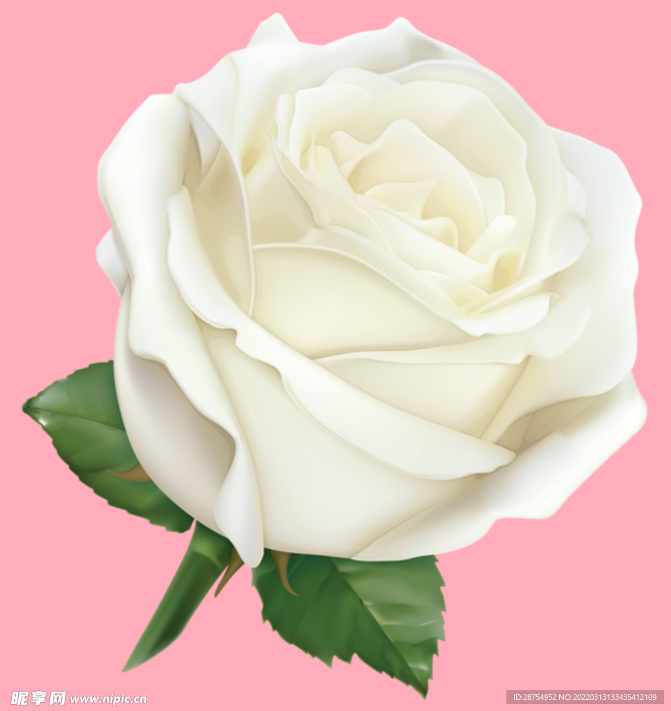 玫瑰花