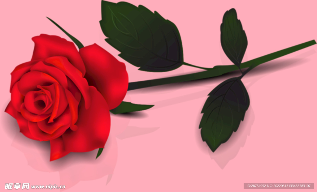 玫瑰花
