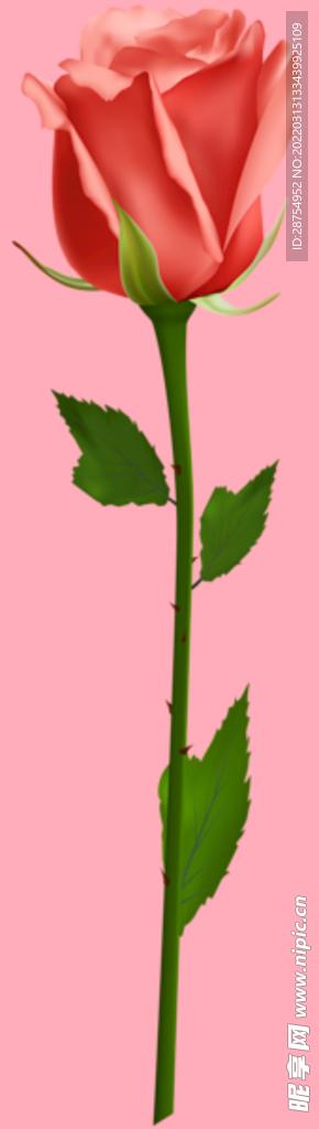 玫瑰花