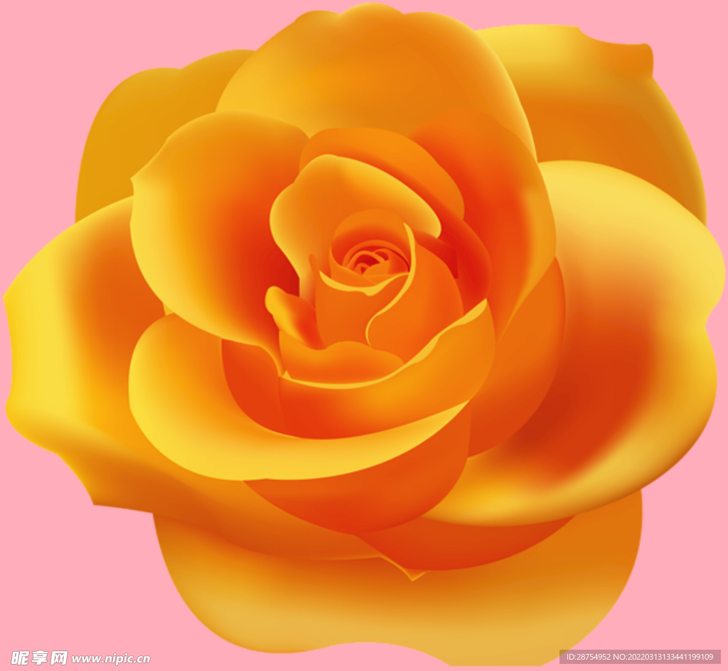 玫瑰花