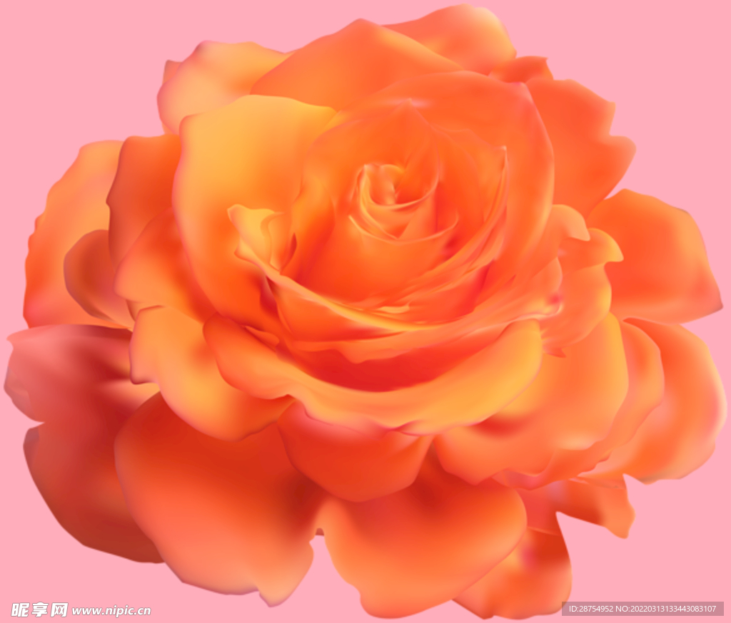 玫瑰花