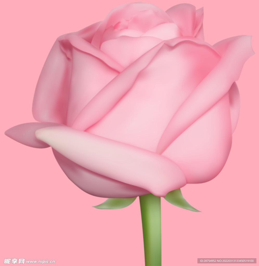 玫瑰花