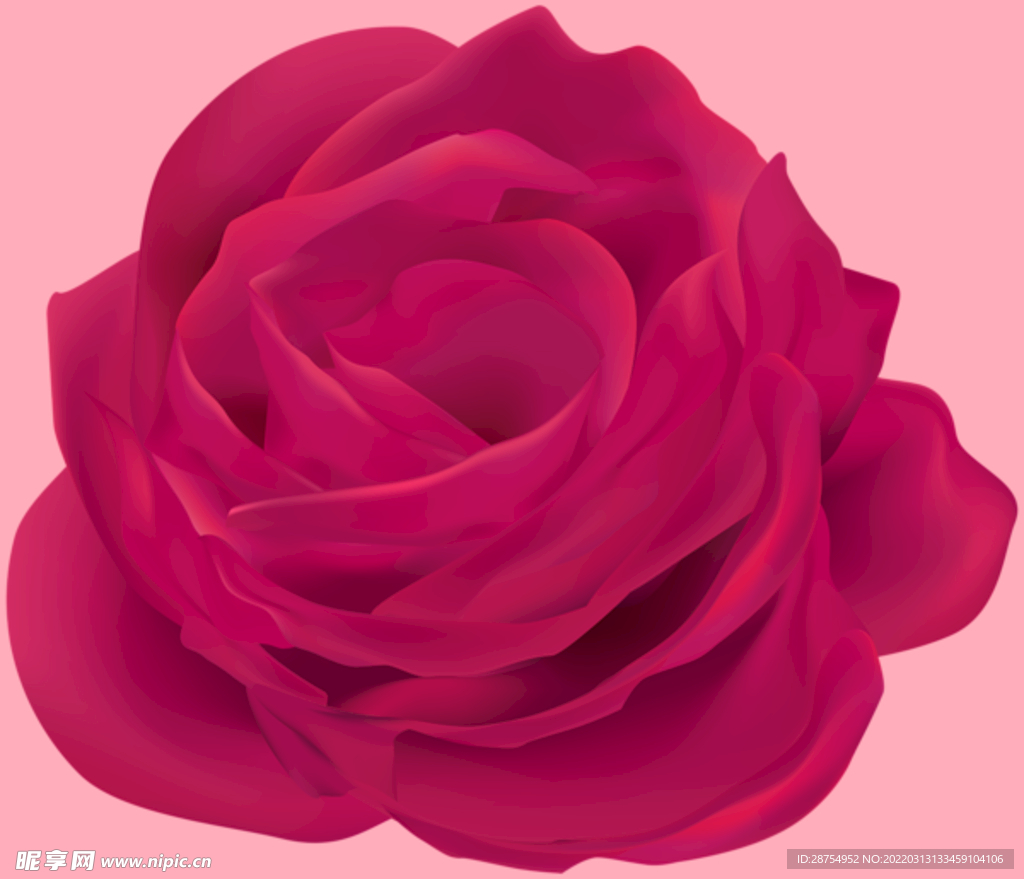 玫瑰花