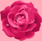 玫瑰花