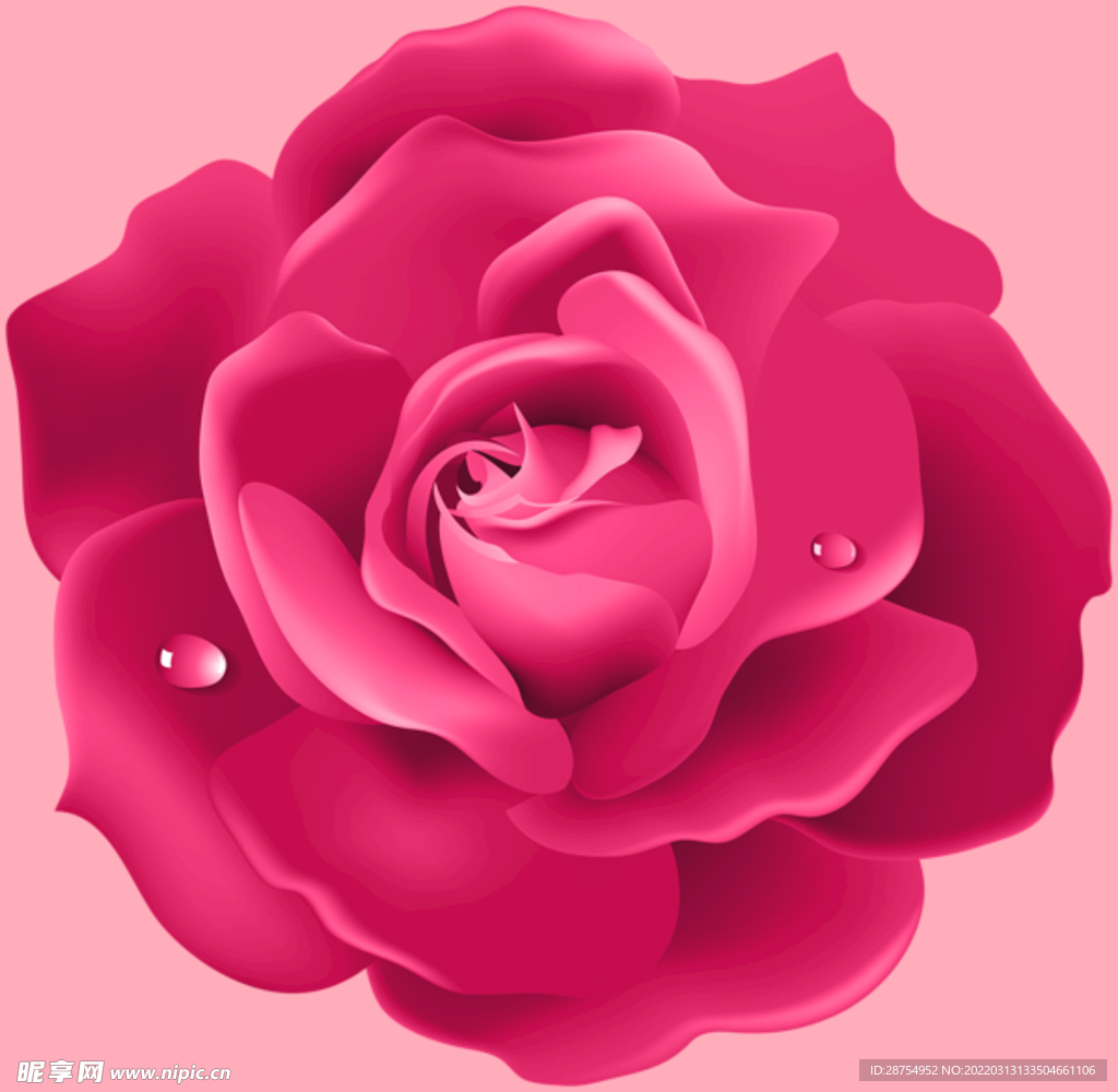 玫瑰花