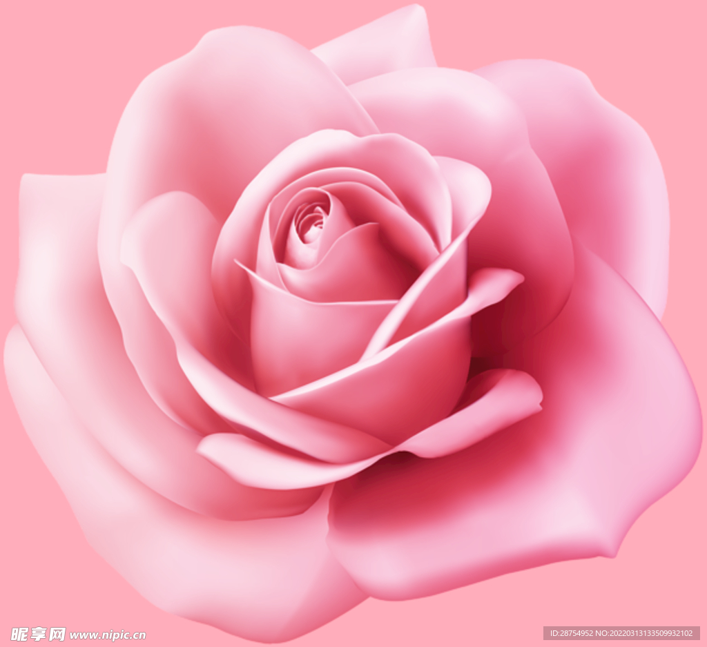 玫瑰花