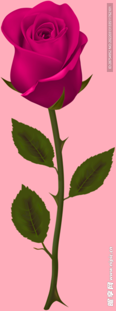 玫瑰花