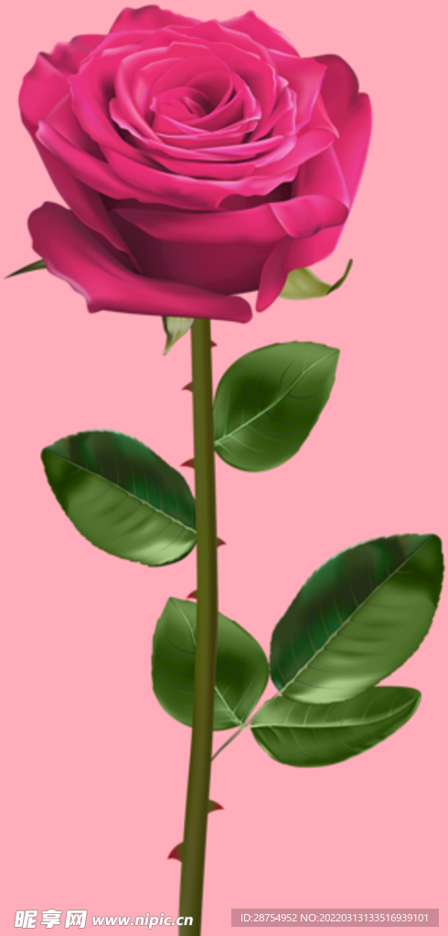 玫瑰花