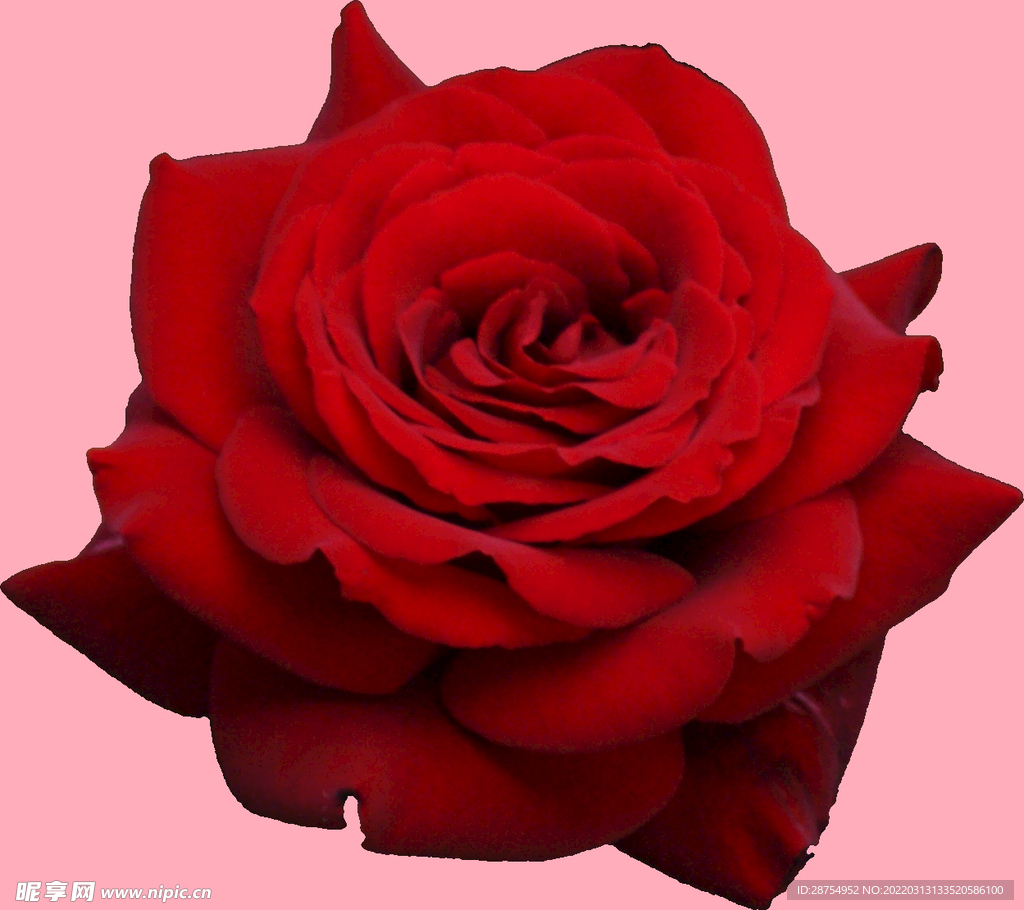 玫瑰花