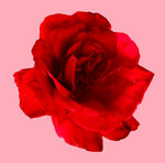 玫瑰花