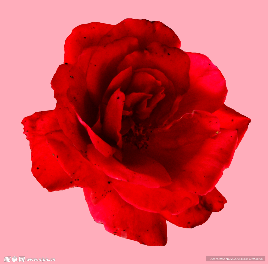 玫瑰花