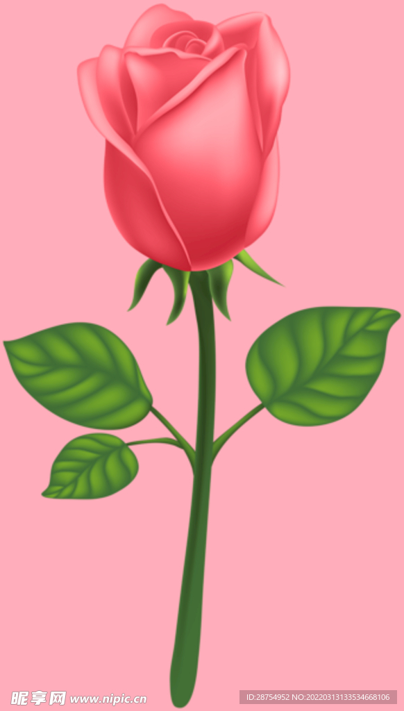 玫瑰花