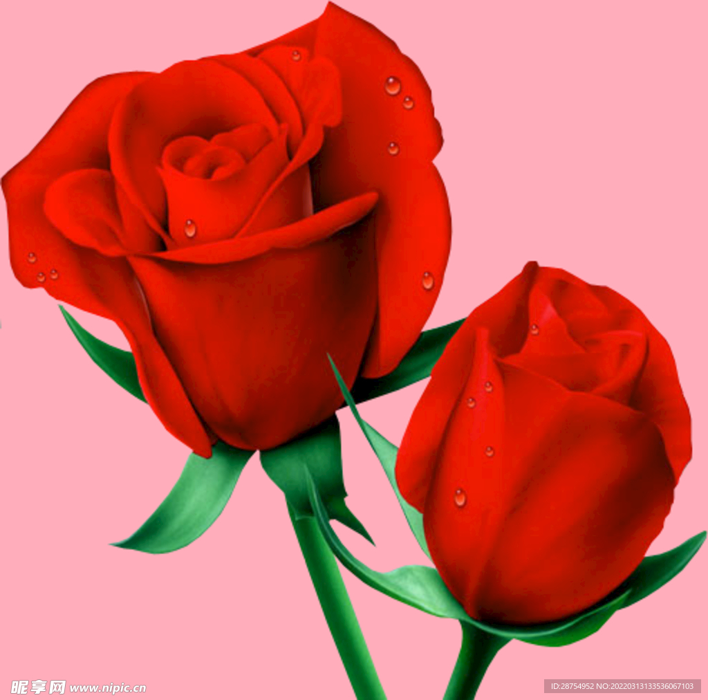 玫瑰花