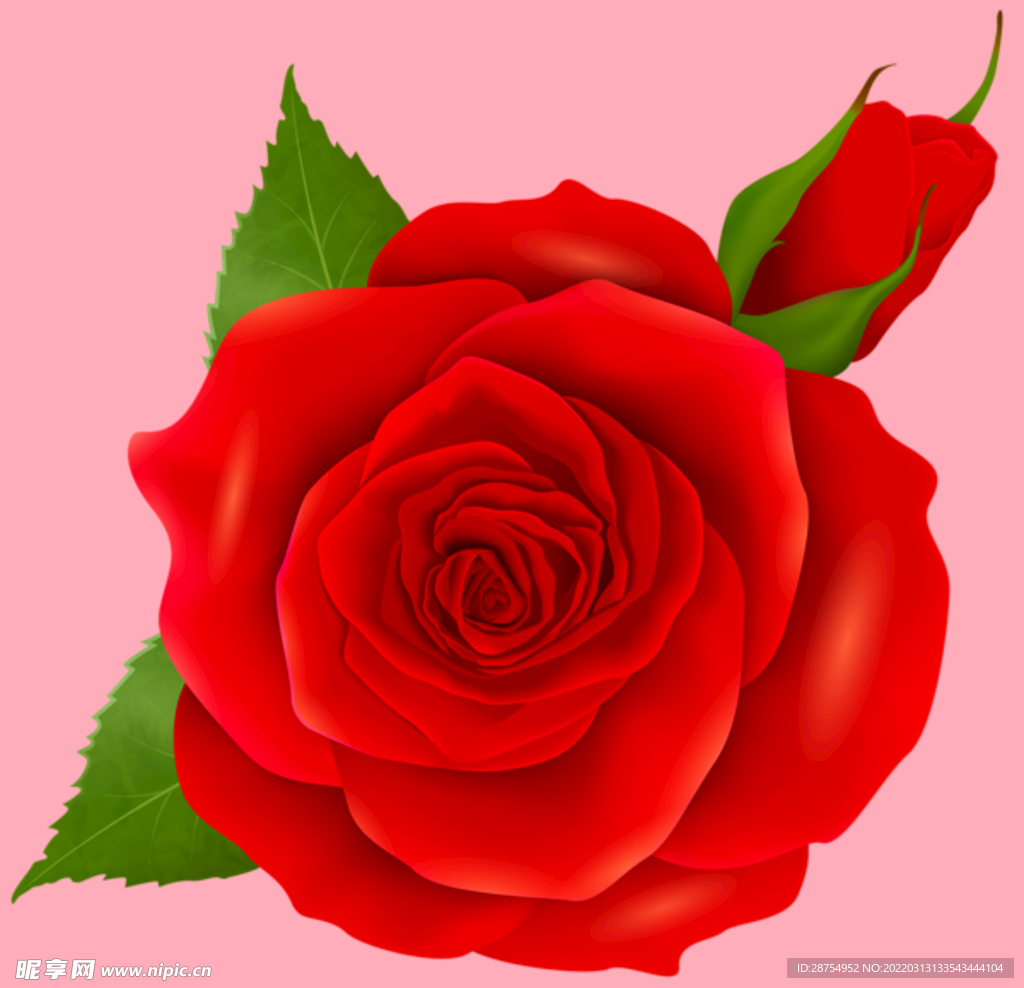 玫瑰花