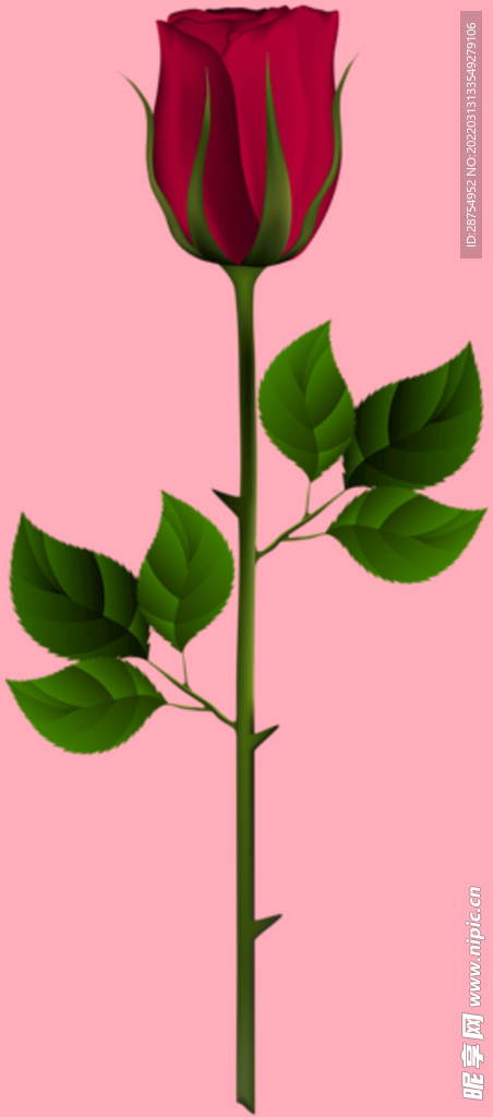 玫瑰花