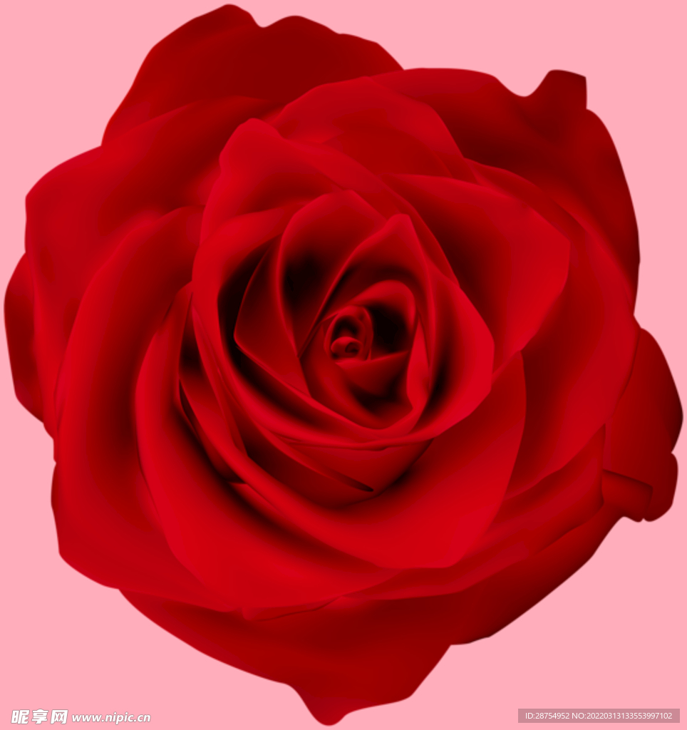 玫瑰花