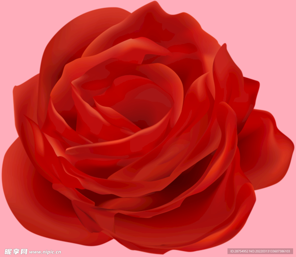 玫瑰花