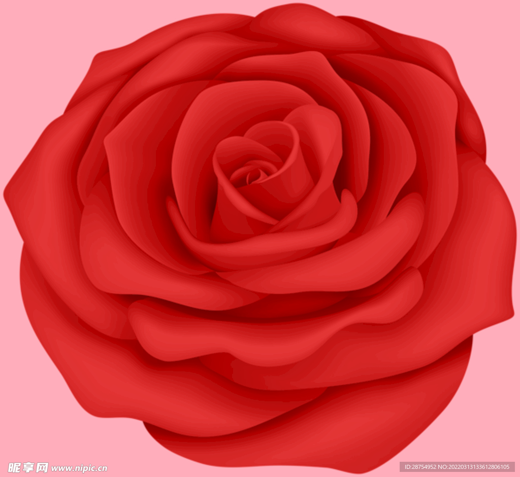 玫瑰花