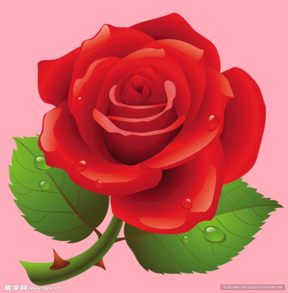 玫瑰花