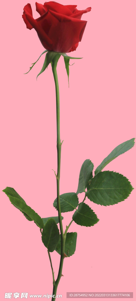 玫瑰花
