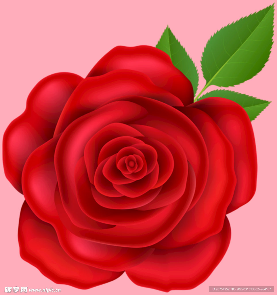 玫瑰花