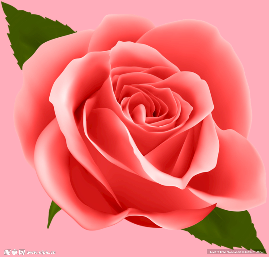 玫瑰花