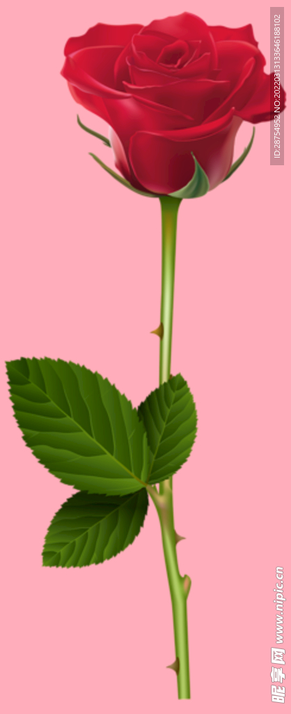 玫瑰花