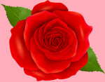 玫瑰花