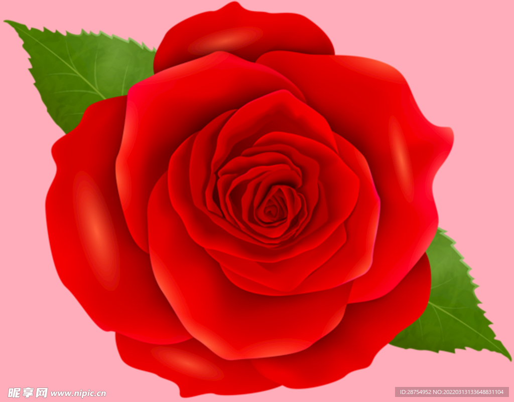 玫瑰花
