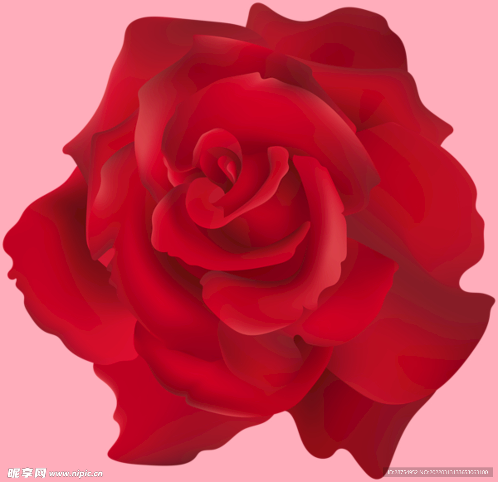 玫瑰花