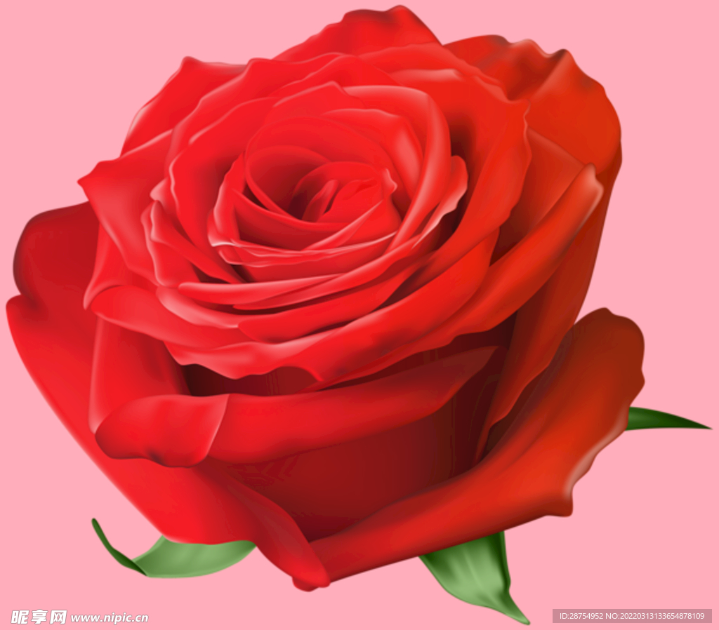玫瑰花