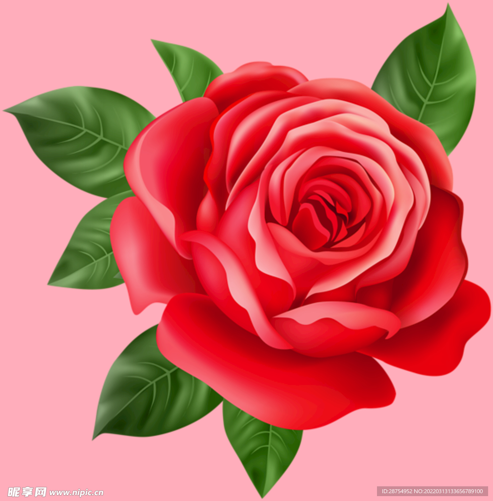 玫瑰花