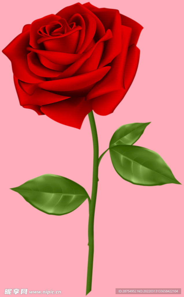玫瑰花