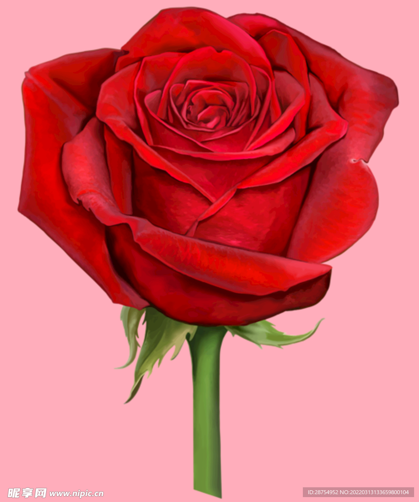 玫瑰花