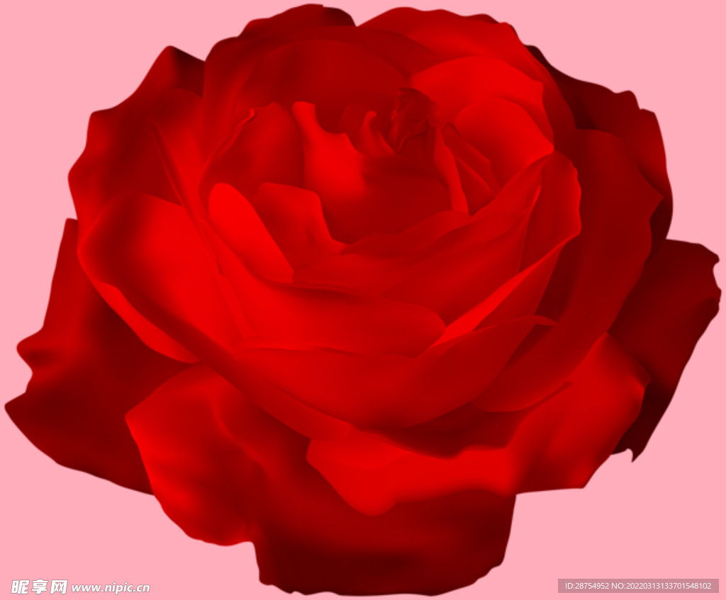 玫瑰花