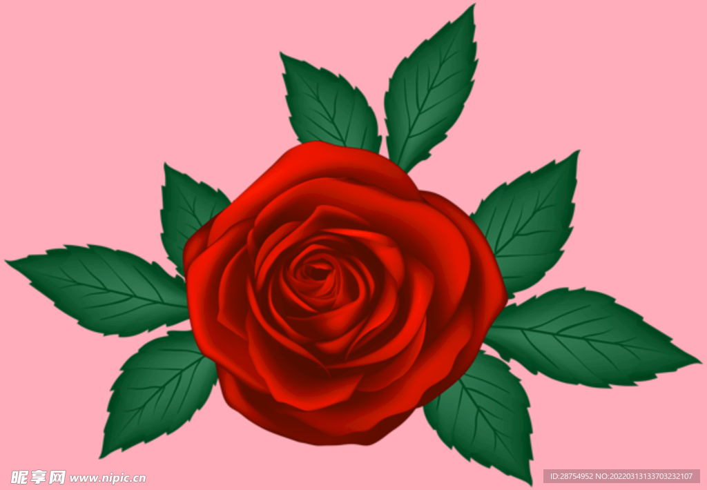 玫瑰花