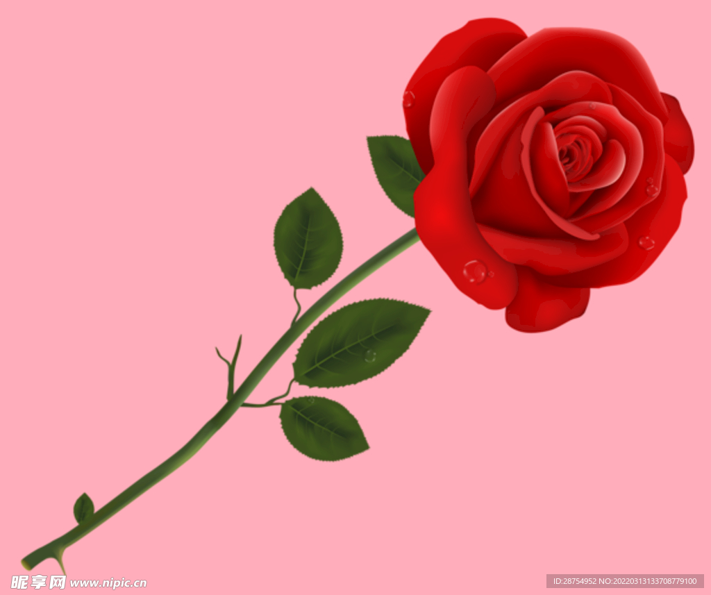 玫瑰花