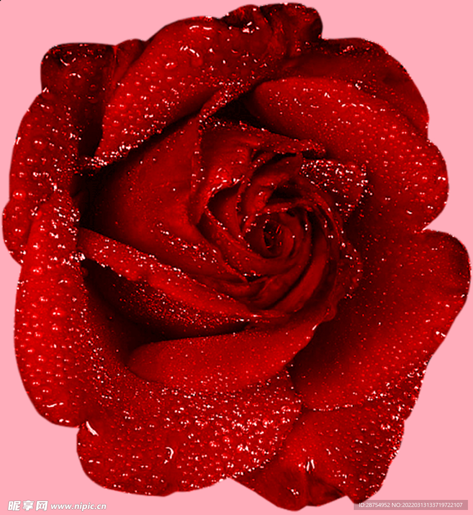 玫瑰花