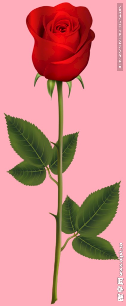 玫瑰花