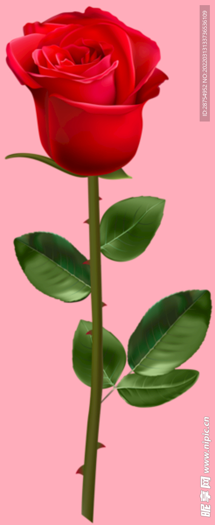 玫瑰花