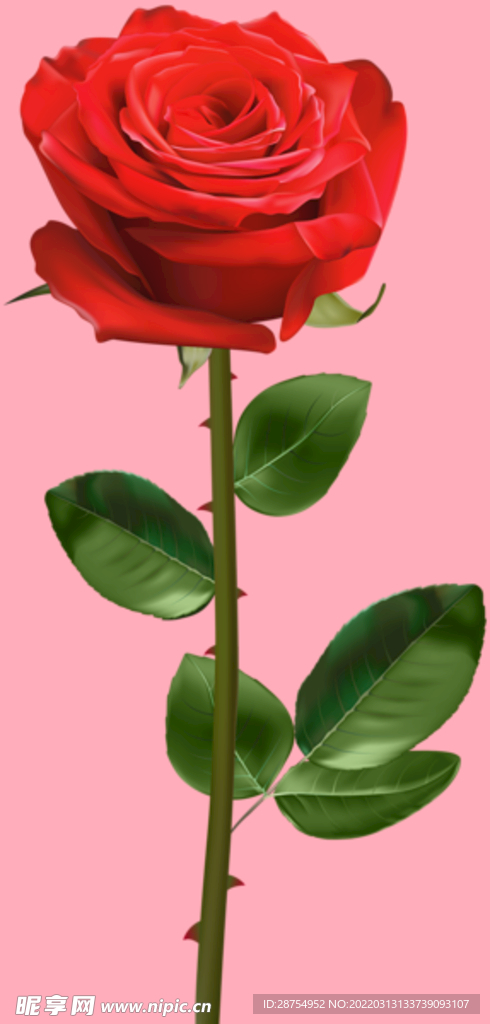 玫瑰花