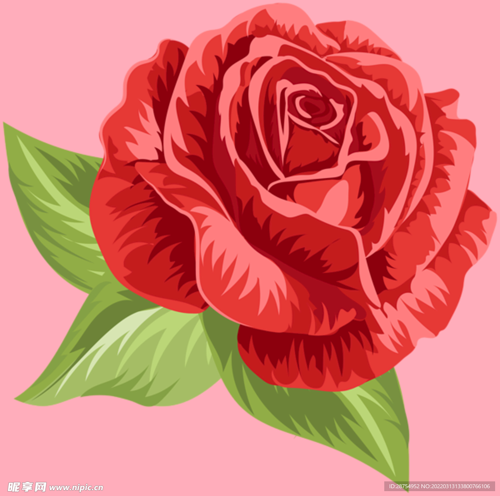 玫瑰花