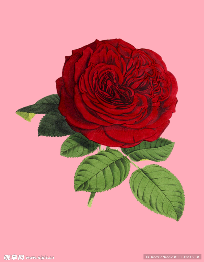 玫瑰花