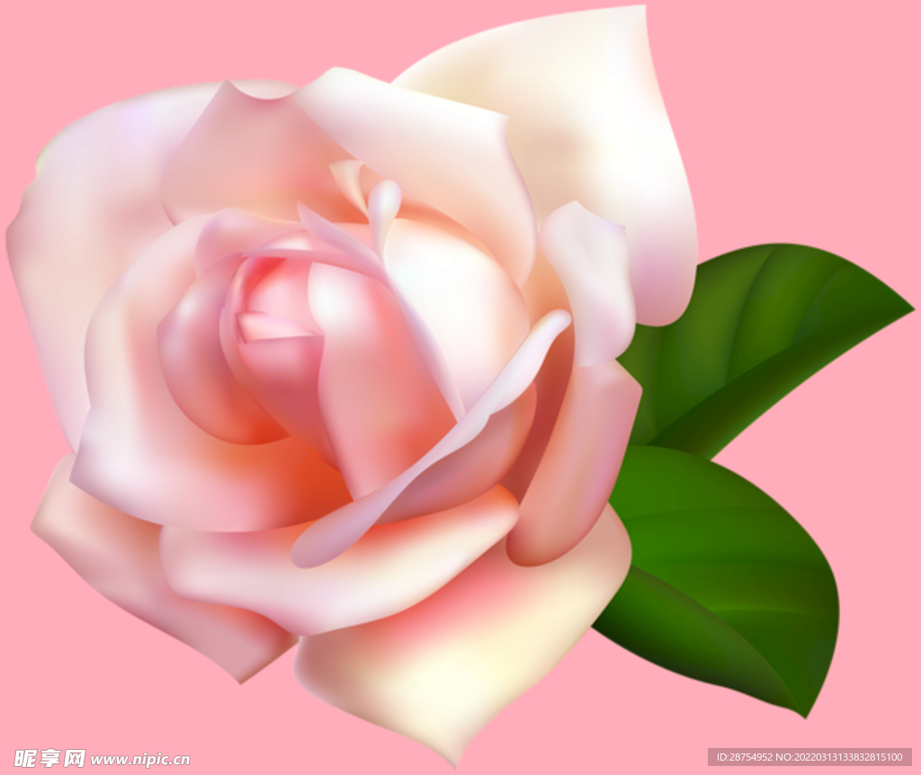 玫瑰花