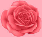 玫瑰花