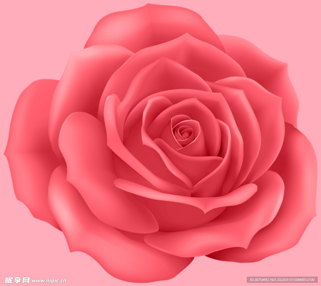 玫瑰花