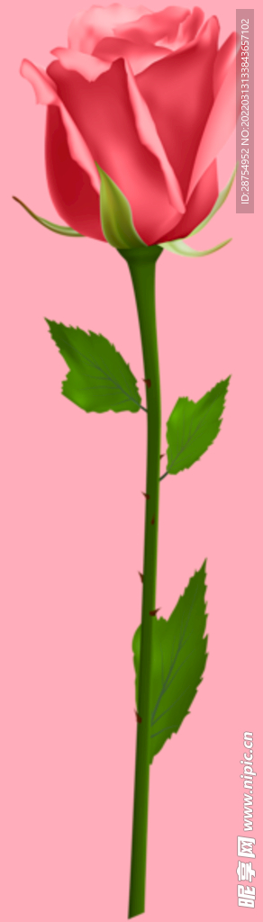 玫瑰花