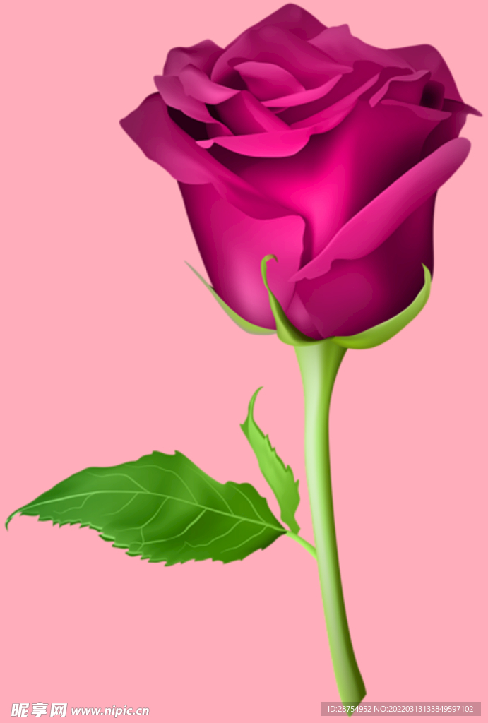 玫瑰花