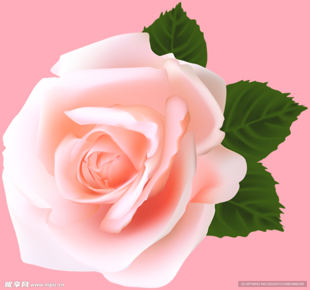 玫瑰花