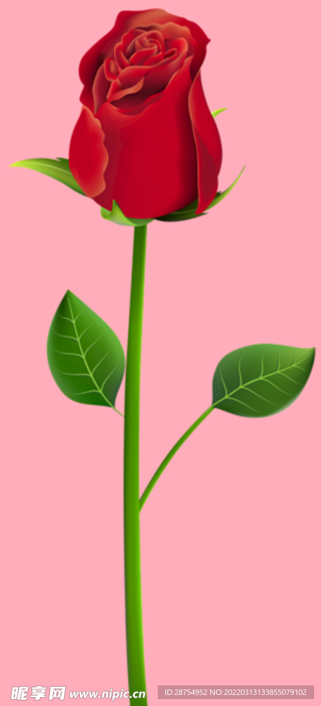 玫瑰花
